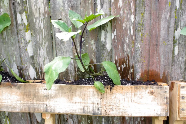 Unga japanska aubergine — Stockfoto