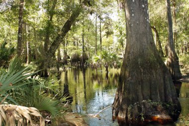 Selvi diz tropikal bir nehir (7)