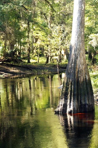 Cypress träd i en tropisk flod (1) — Stockfoto