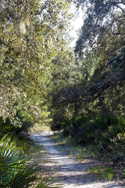 Trail genom en södra tallskog (9) — Stockfoto