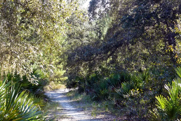 Trail via een zuidelijke dennenbos (10) — Stockfoto