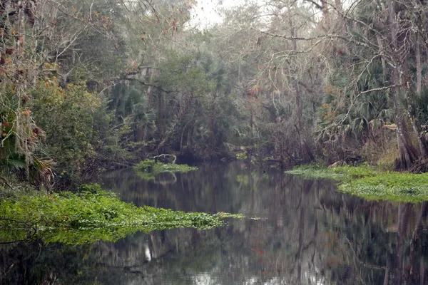 Zuidelijke tropische creek — Stockfoto