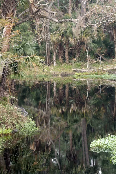 Södra tropiska creek — Stockfoto