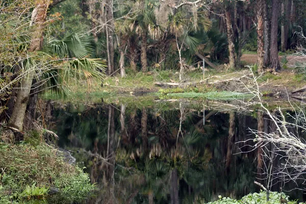 Jižní tropické creek — Stock fotografie