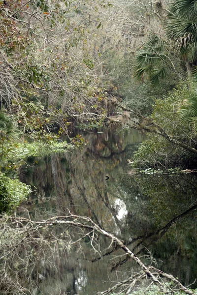 Tropikal Güney creek — Stok fotoğraf