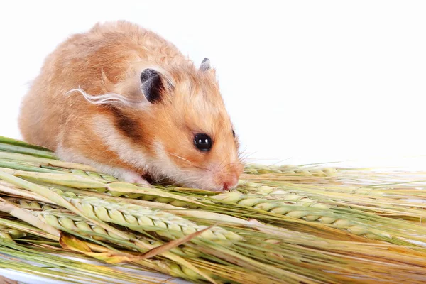 Hamster met voedsel — Stockfoto