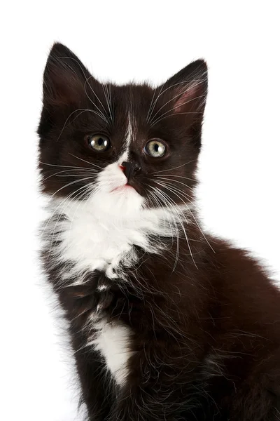 Portrait of a black-and-white kitten — Stock Photo, Image