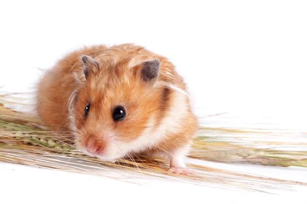 Hamster with food — Stock Photo, Image