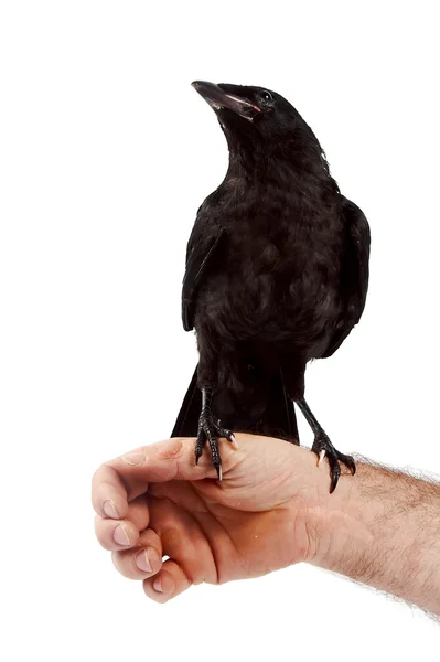 The black bird sits on a hand — Stock Photo, Image