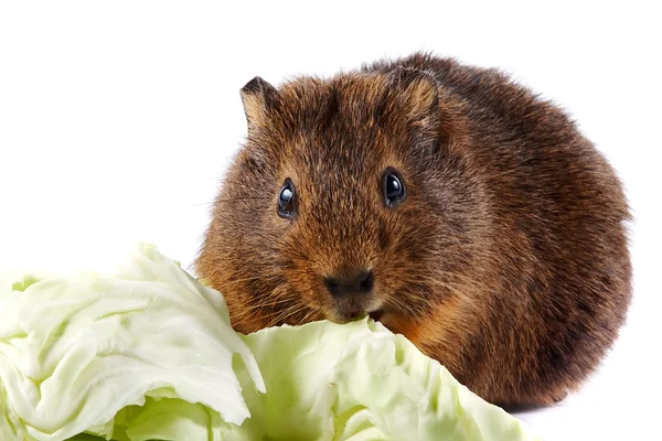 Brown guinea pig with cabbage leaves — Stock Photo, Image