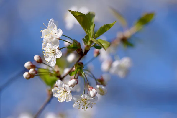 Cherry flowers — Stock Photo, Image