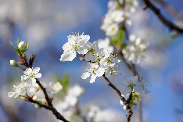 Cherry flowers — Stock Photo, Image