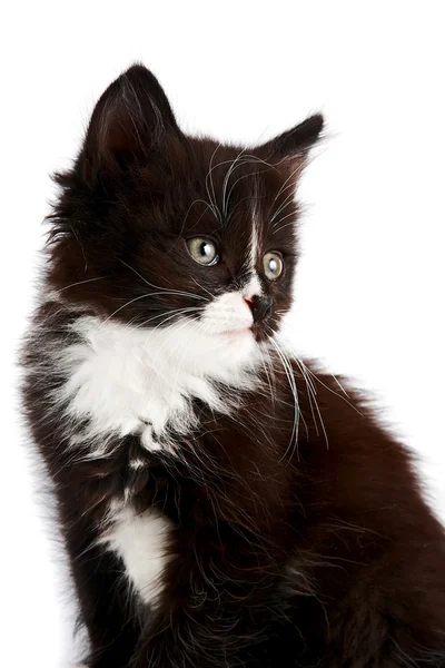 Retrato de um gatinho preto e branco — Fotografia de Stock