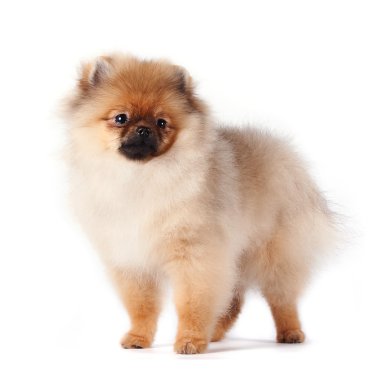 Puppy of a spitz-dog