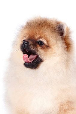 spitz köpek yavrusu portresi
