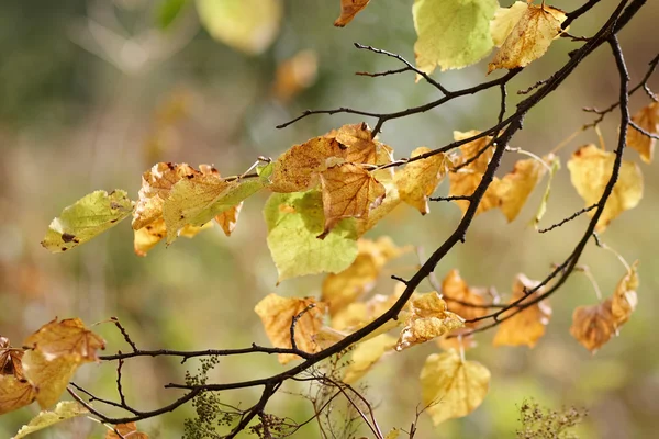 Autumn branches — Stock Photo, Image