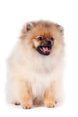 Puppy of a spitz-dog