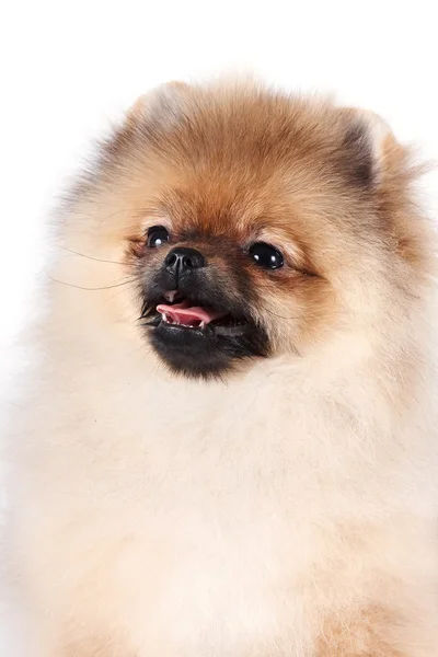 Retrato de um filhote de spitz-cão — Fotografia de Stock