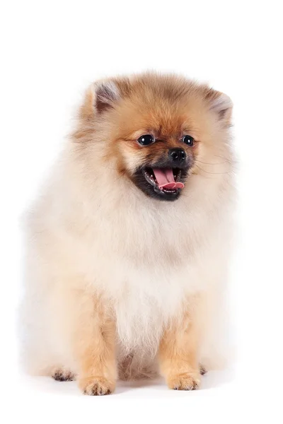 Puppy of a spitz-dog — Stok fotoğraf