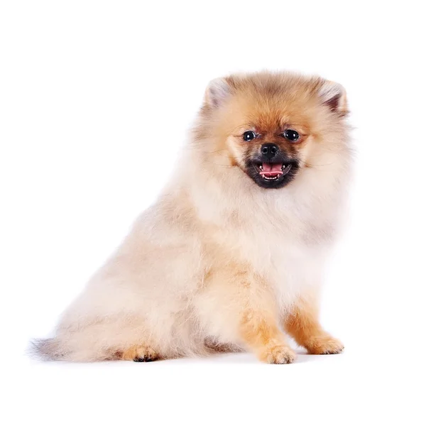 스 피 츠 강아지의 강아지 — 스톡 사진