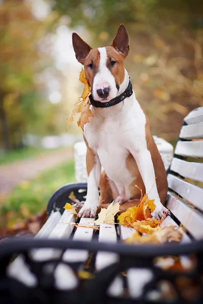 El red bull terrier se sienta en un banco — Foto de Stock