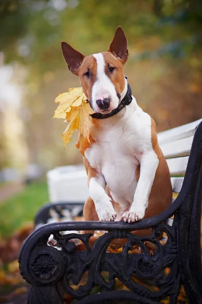 The red bull terrier sits on a bench — Stock Photo, Image