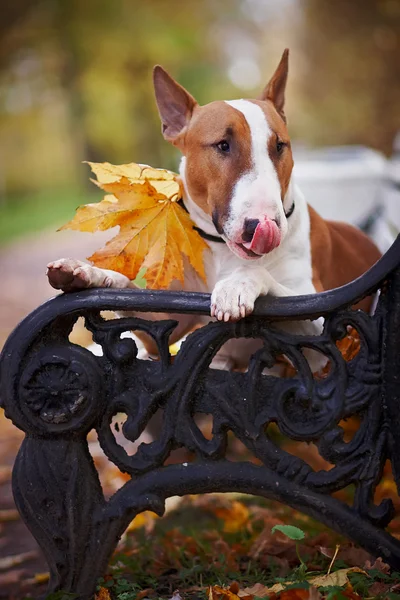 Ritratto di un bull terrier rosso su una panchina — Foto Stock