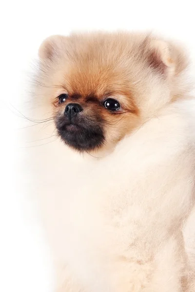 Porträtt av en valp av en spets-hund — Stockfoto