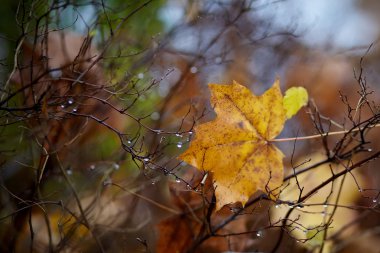 Sonbahar akçaağaç yaprağı