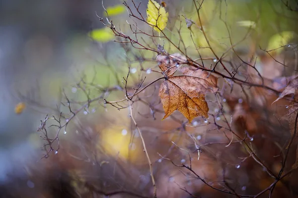 The dried-up maple leaf — Stock Photo, Image