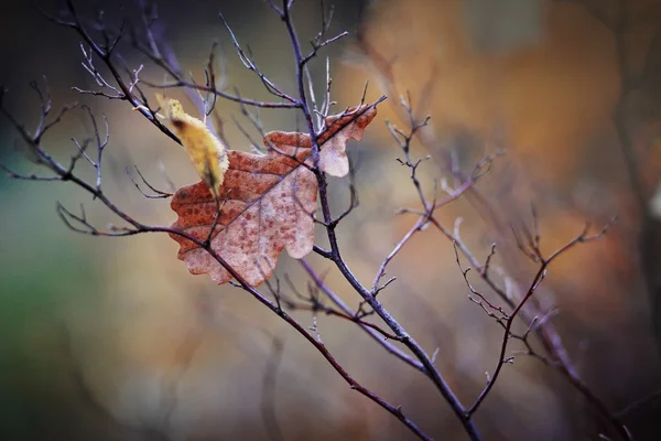 Висушений дубовий лист — стокове фото