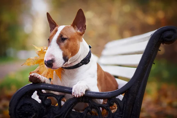 El red bull terrier se encuentra en un banco — Foto de Stock