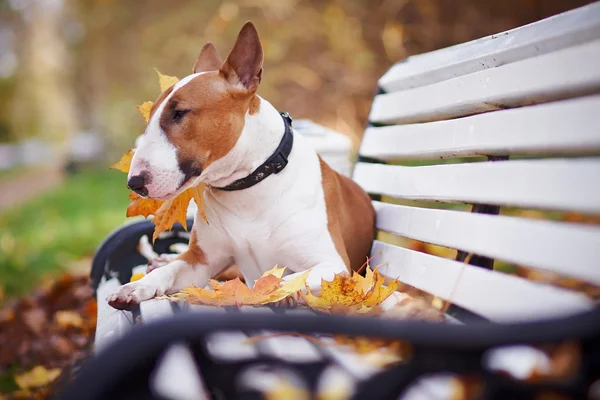 The red bull terrier lies on a bench — Stock Photo, Image