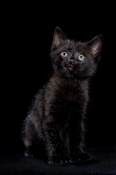 Black kitten — Stock Photo, Image