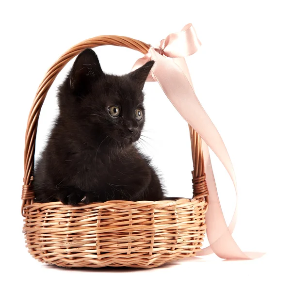 Zwart katje in een Chalinolobus mand met een lint — Stockfoto