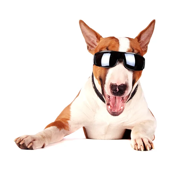 Alegre bull terrier en gafas de sol — Foto de Stock