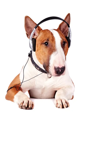 Bull terrier in earphones — Stock Photo, Image