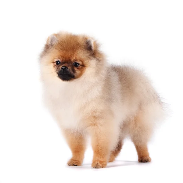 Cachorro de un perro spitz — Foto de Stock