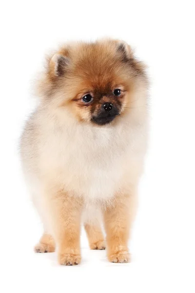 Cachorro de un perro spitz — Foto de Stock