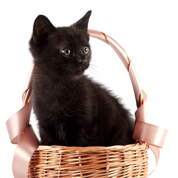 Black kitten in a wattled basket with a ribbon — Stock Photo, Image