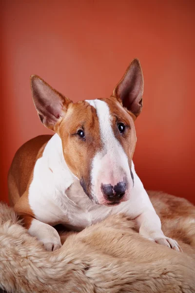 Retrato de un perro bull terrier — Foto de Stock
