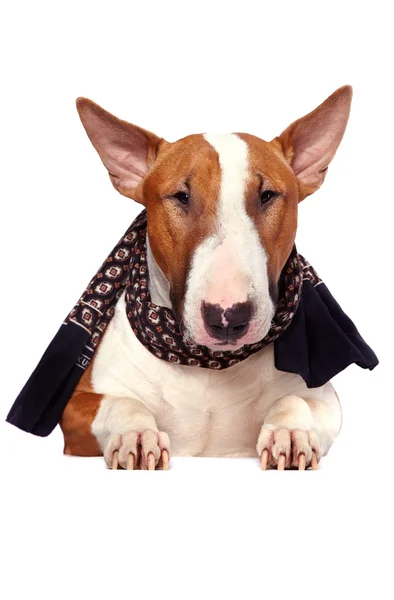 Portrait of a bull terrier in a scarf — Stock Photo, Image