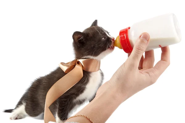 Desde una pequeña botella de alimentación de un gatito — Foto de Stock