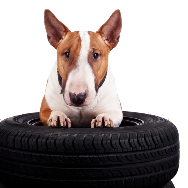 Bull terrier and wheels — Stock Photo, Image