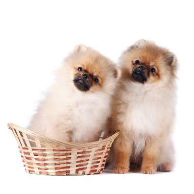 spitz köpek yavruları