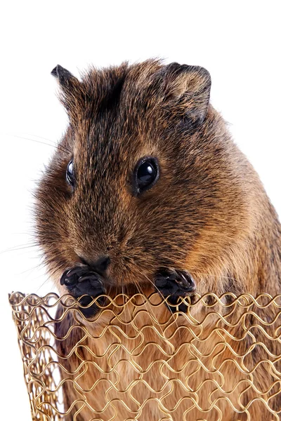 Portrait of a guinea pig in a basket — Stock Photo, Image