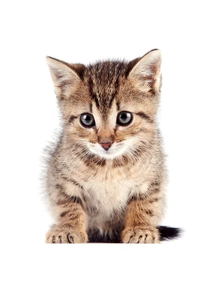 The striped kitten sits — Stock Photo, Image