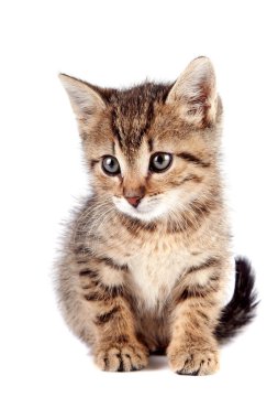 çizgili küçük yavru kedi oturur