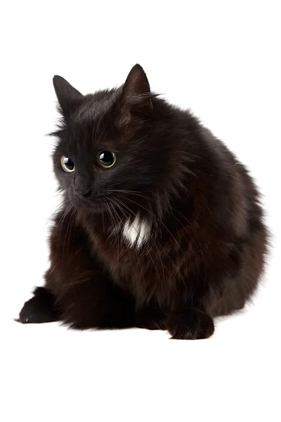 The black cat sits — Stock Photo, Image