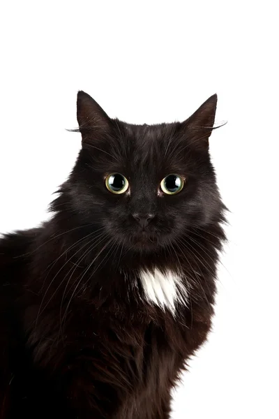 Retrato de un gato negro — Foto de Stock